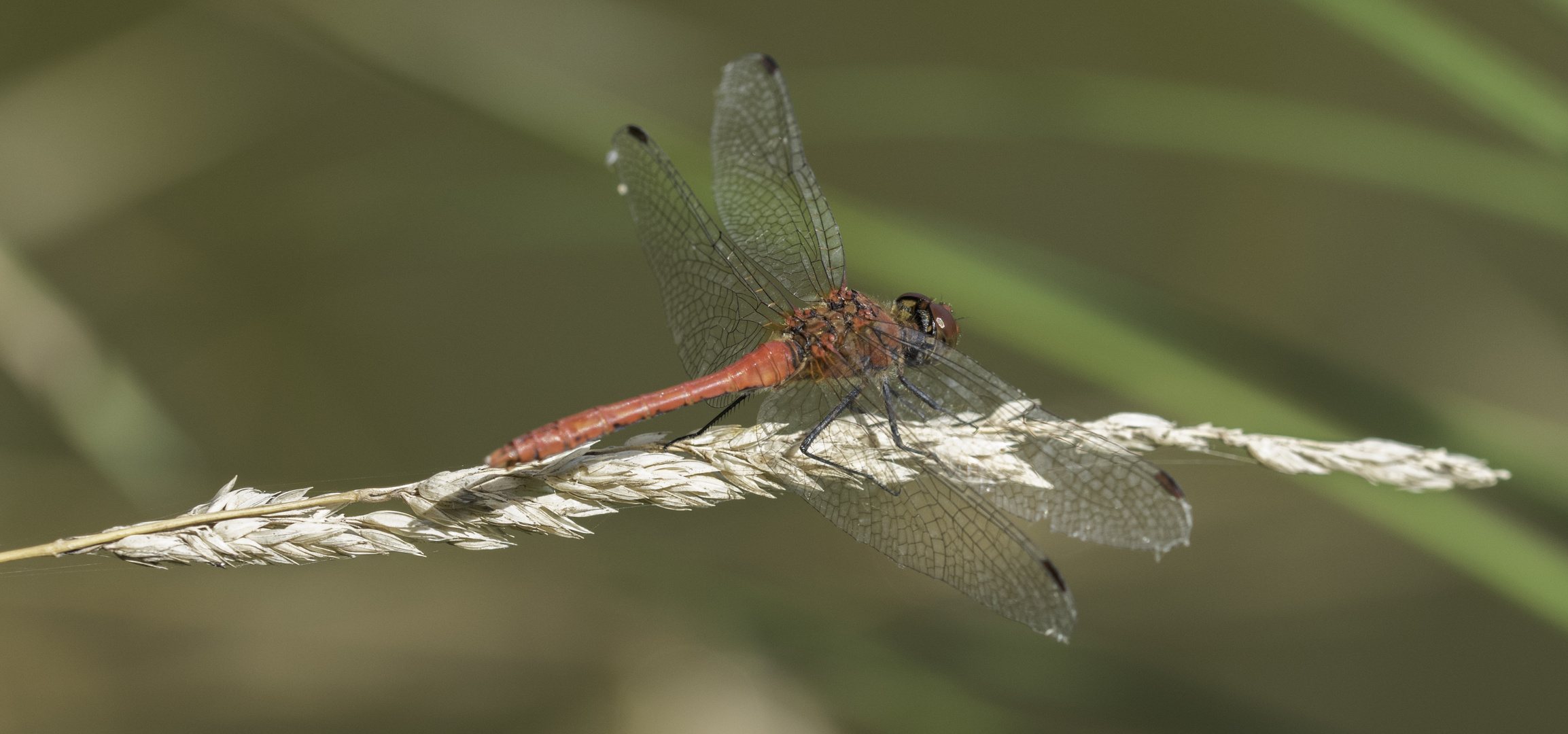 Blutrote Heidelibelle