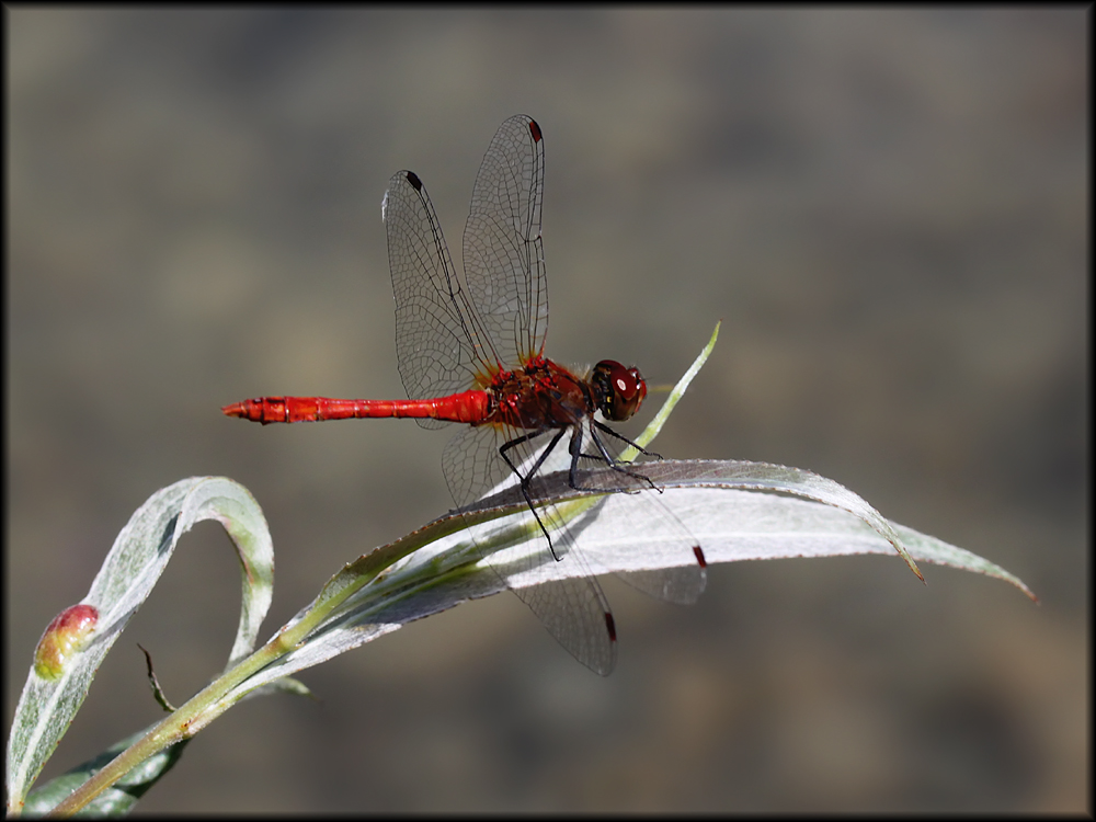 Blutrote Heidelibelle