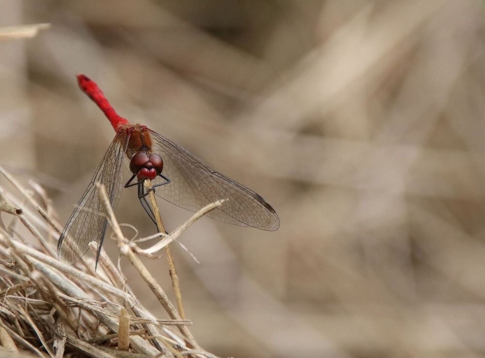 Blutrote Heidelibelle