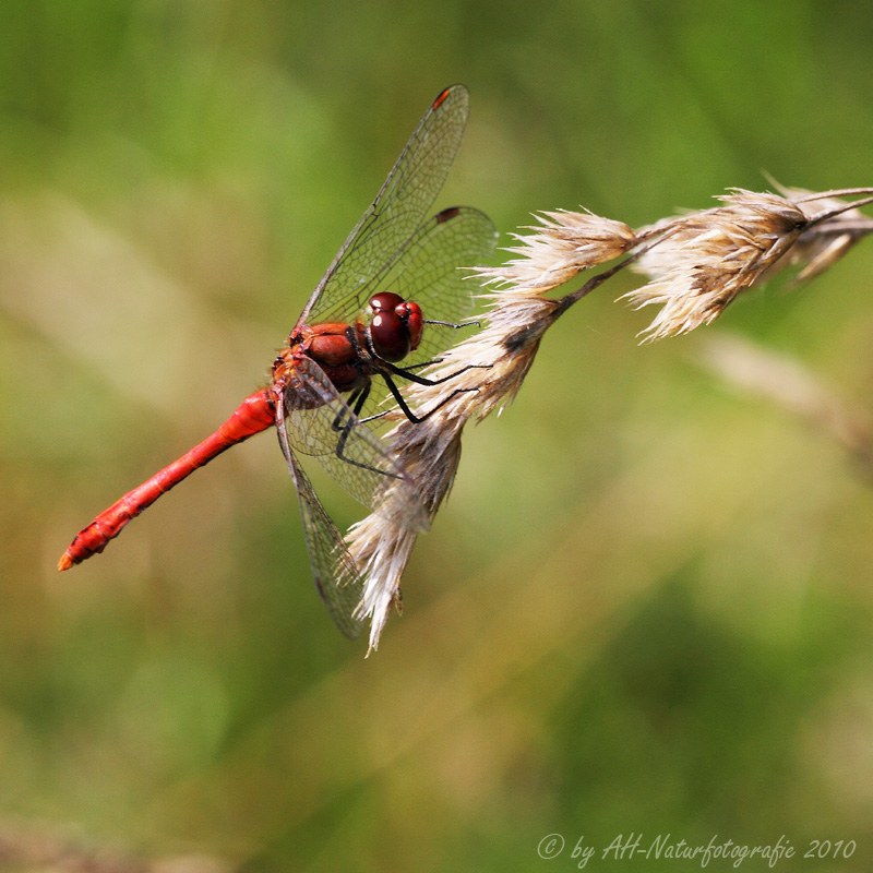 Blutrote Heidelibelle