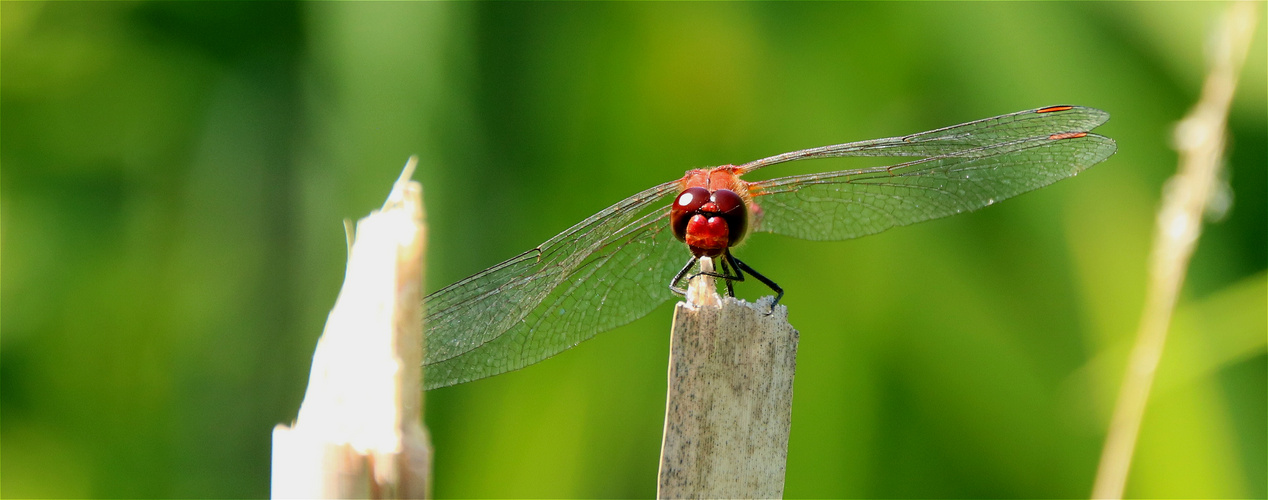 Blutrote Heidelibelle