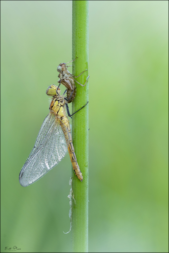 Blutrote Heidelibelle