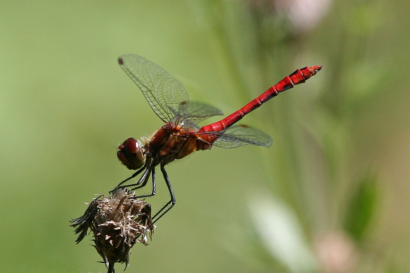 Blutrote Heidelibelle