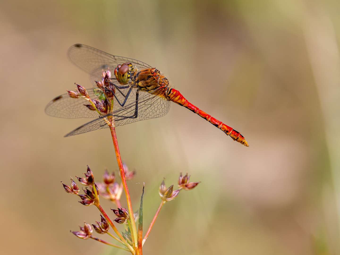 Blutrote Heidelibelle