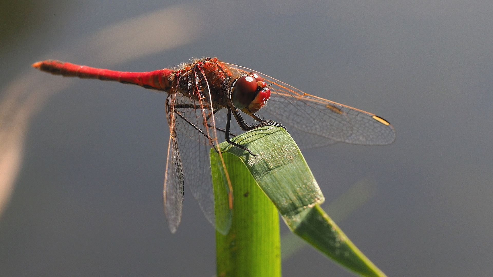 blutrote Heidelibelle