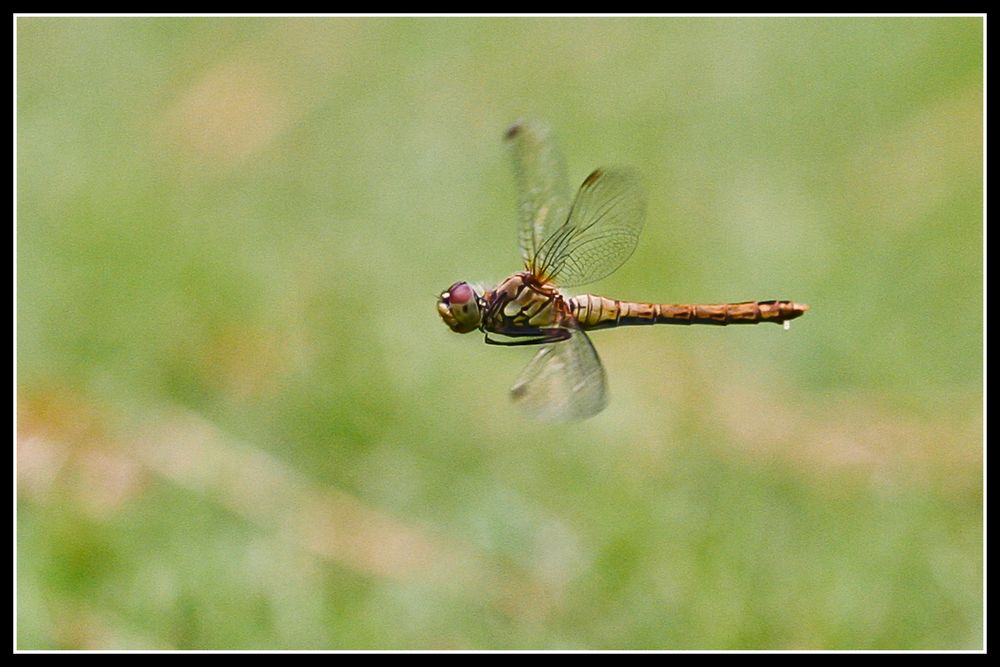 blutrote heidelibelle