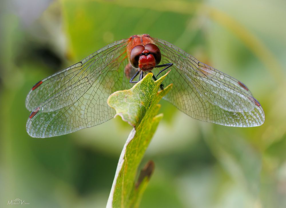 Blutrote Heidelibelle