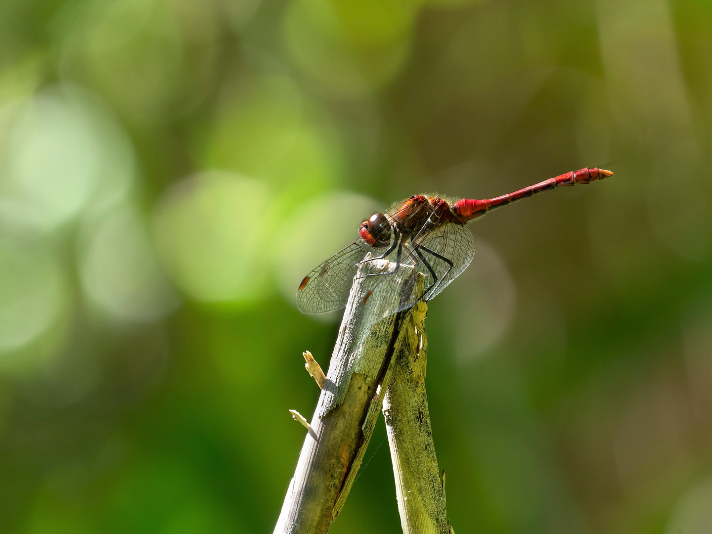 Blutrote Heidelibelle