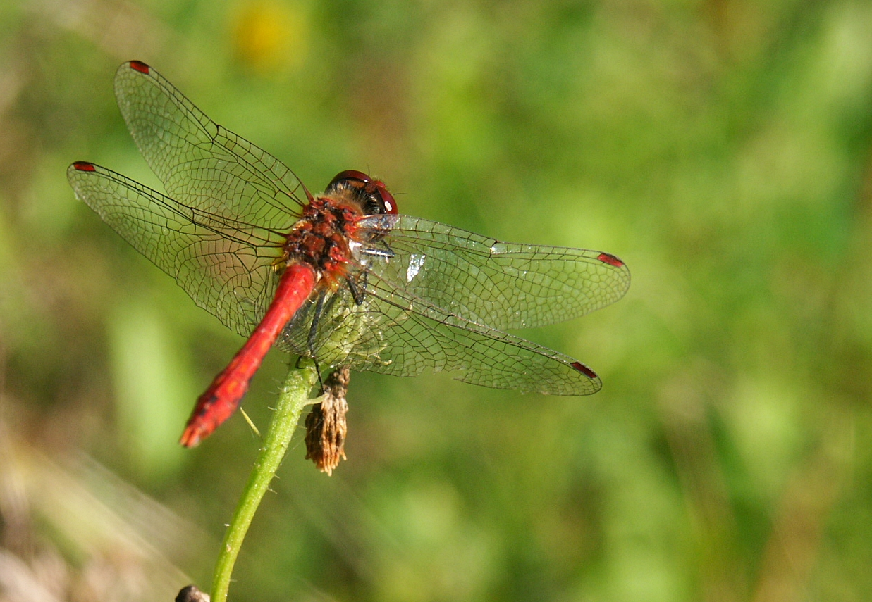 Blutrote Heidelibelle 2 