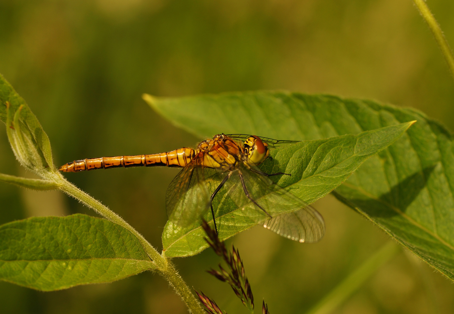 Blutrote Heidelibelle (2)