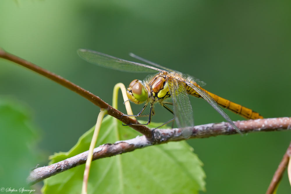 Blutrote Heidelibelle 2/10 - Weibchen