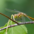 Blutrote Heidelibelle 2/10 - Weibchen