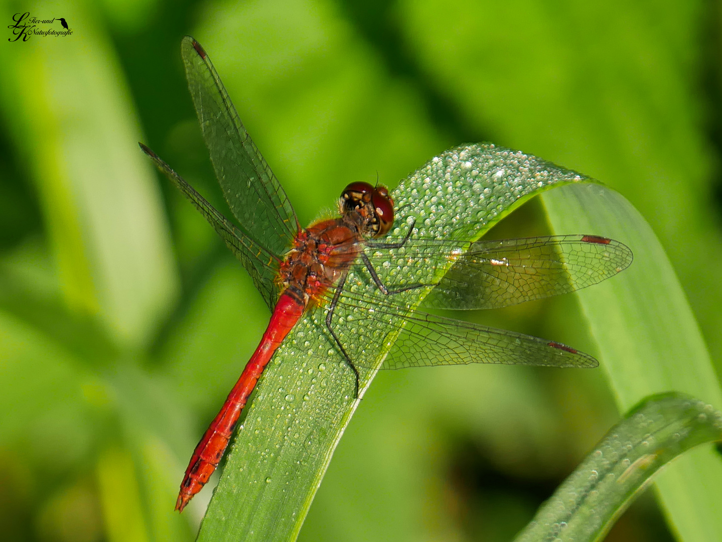 Blutrote Heidelibelle