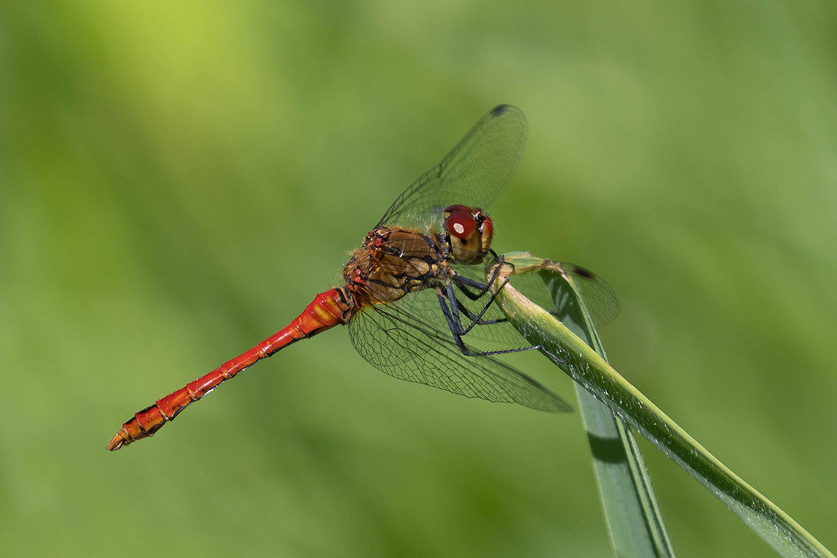 Blutrote Heidelibelle