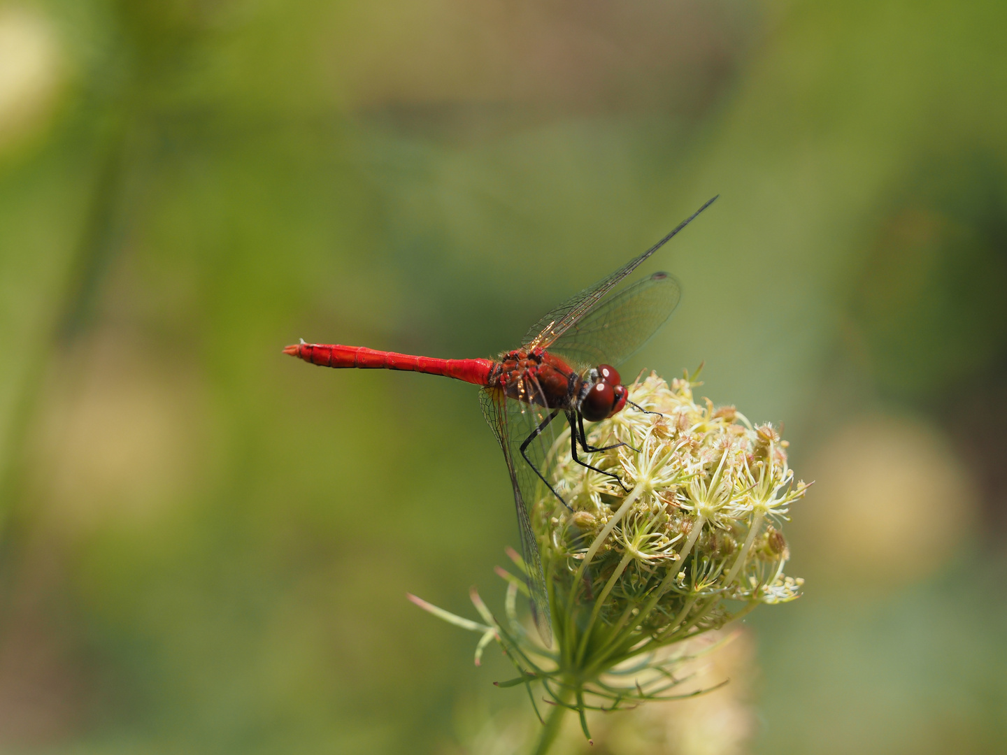 Blutrote Heidelibelle