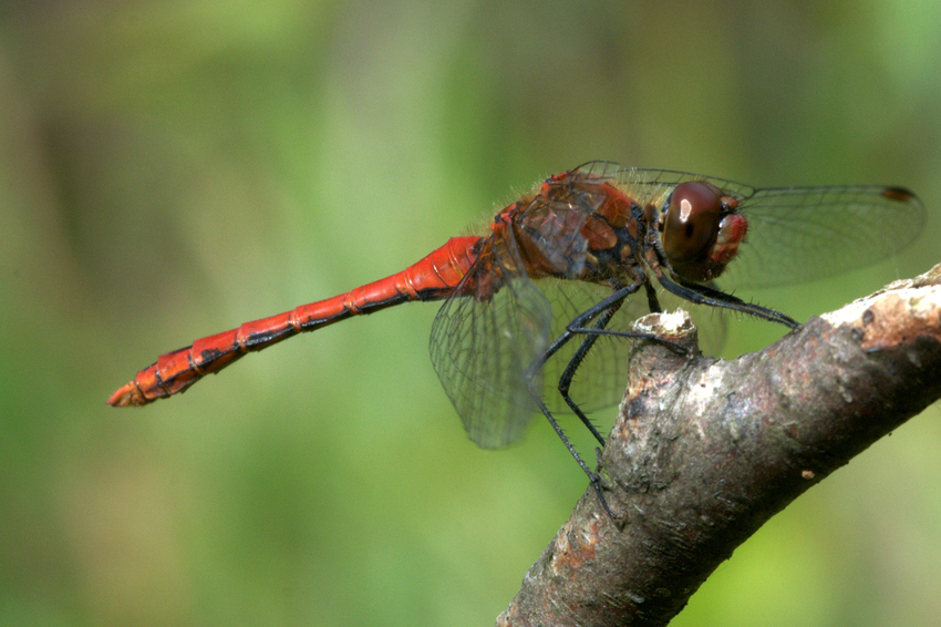 Blutrote Heidelibelle