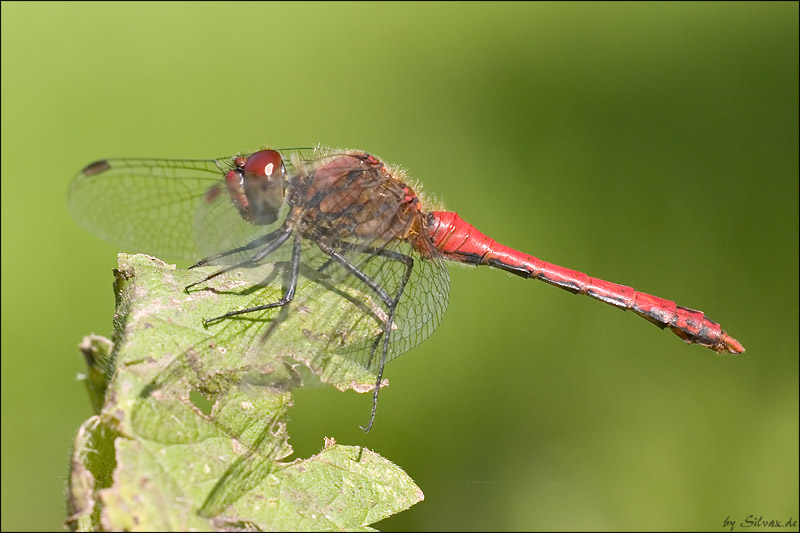 blutrote Heidelibelle