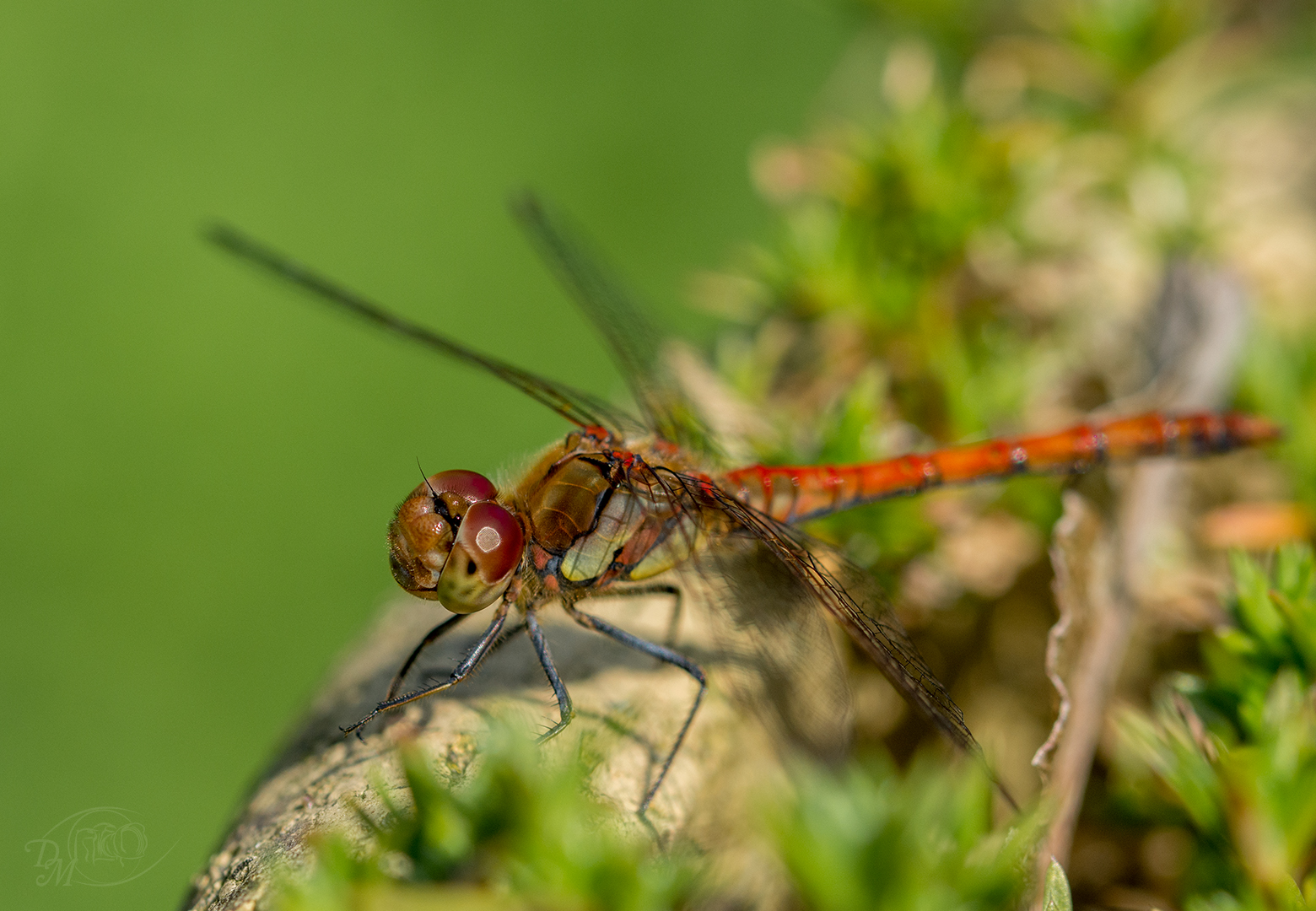 Blutrote Heidelibelle