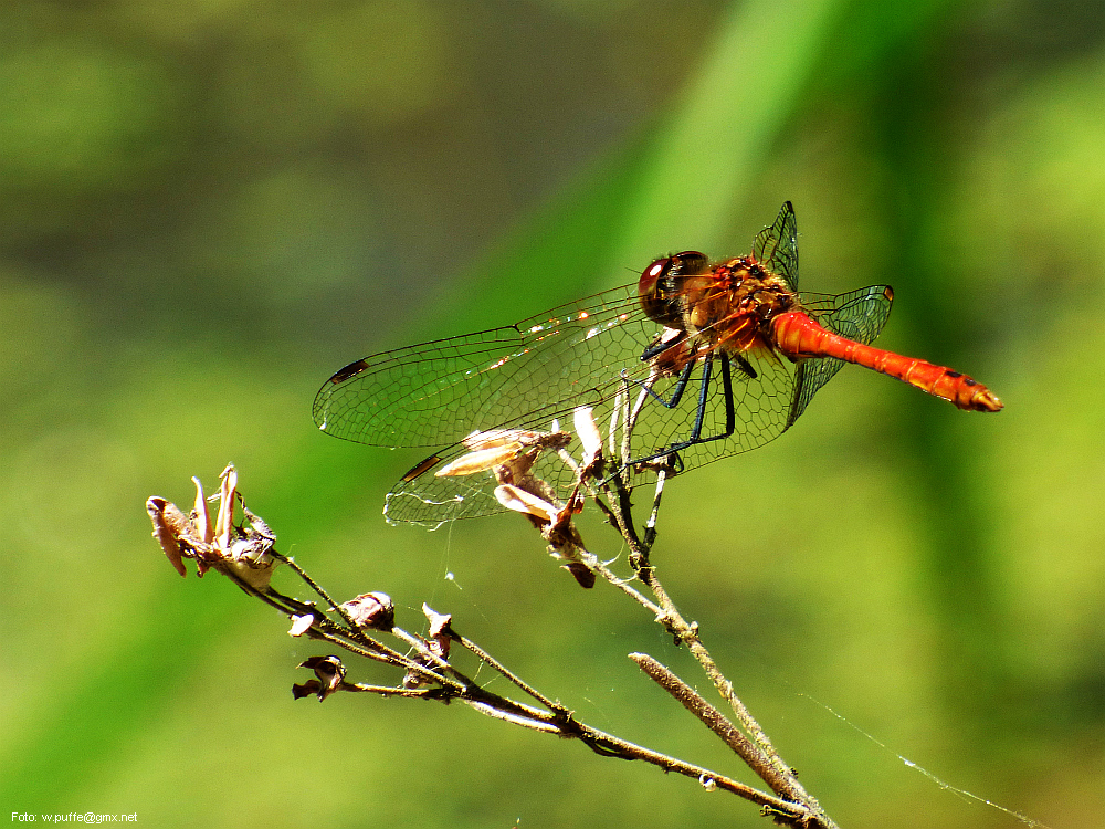 Blutrote Heidelibelle