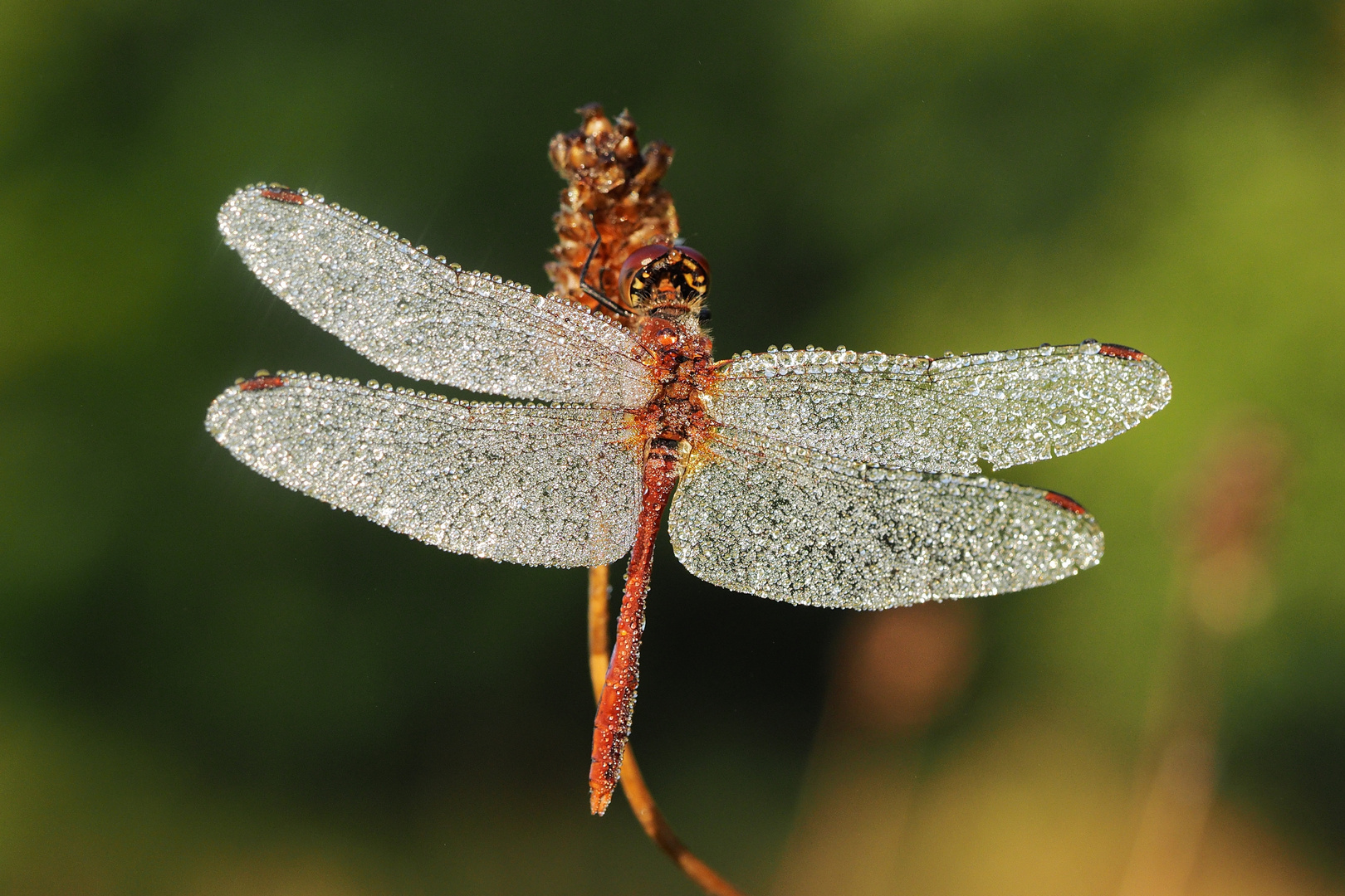 Blutrote Heidelibelle