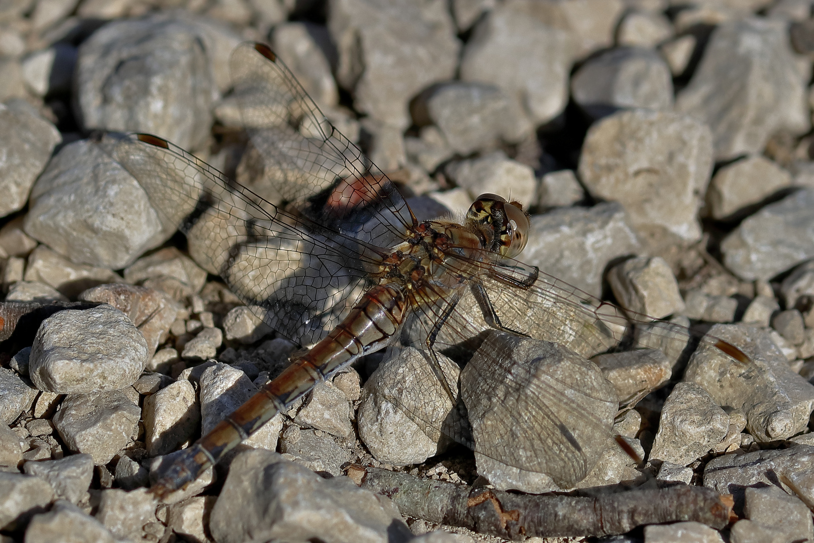 Blutrote Heidelibelle