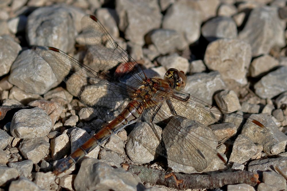 Blutrote Heidelibelle