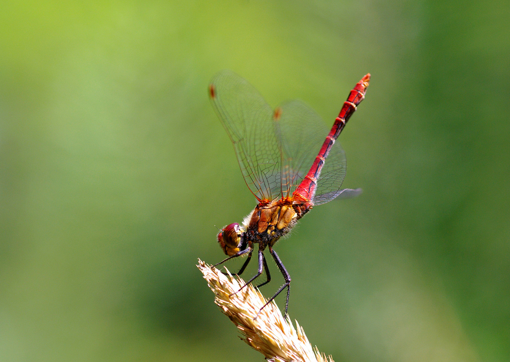 Blutrote Heidelibelle