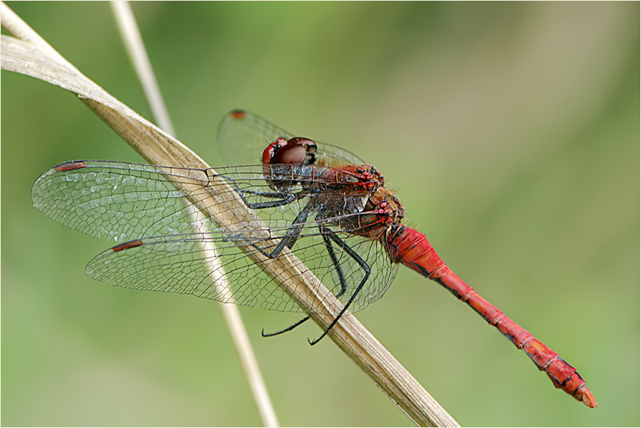 Blutrote Heidelibelle