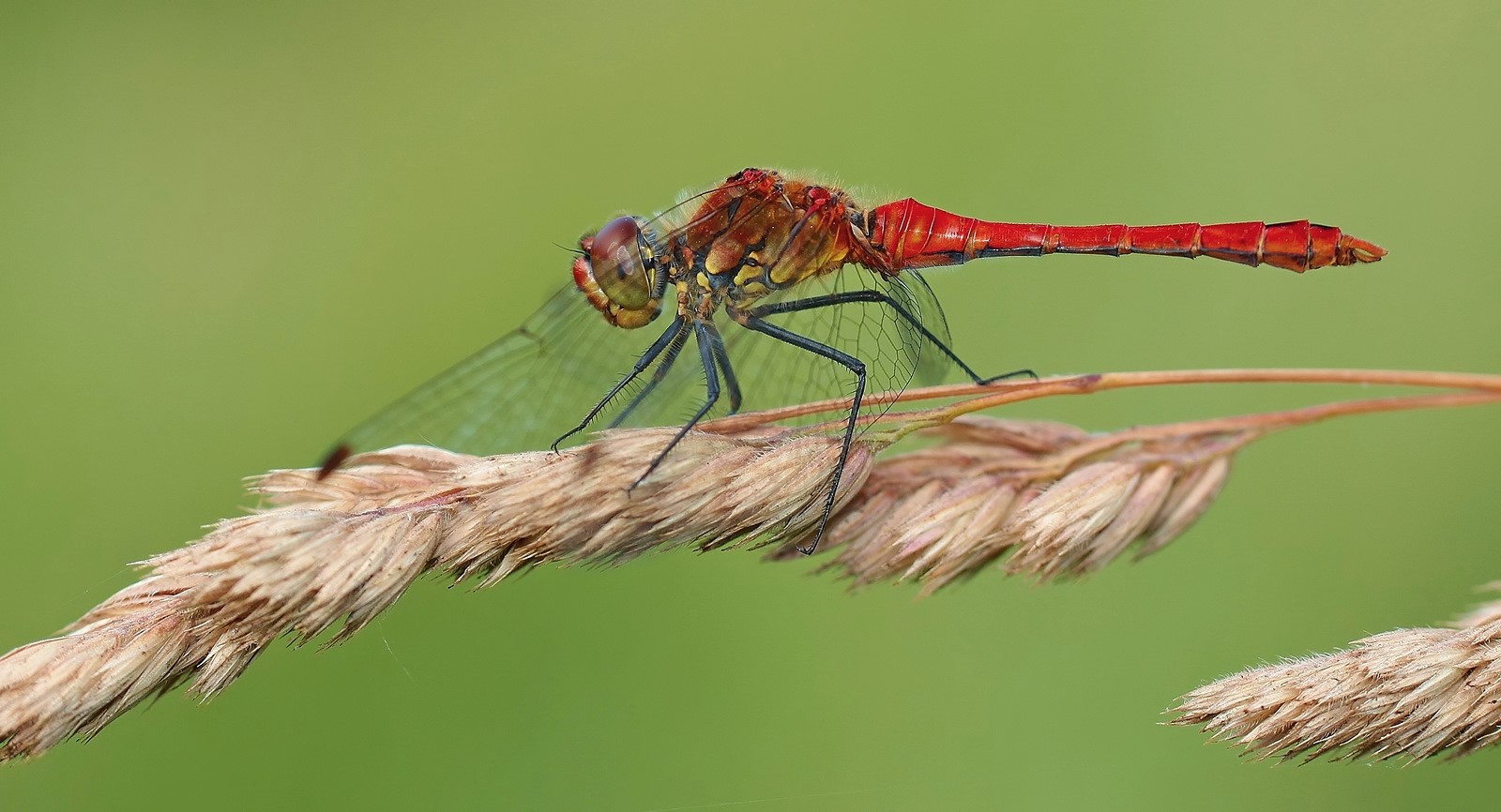 Blutrote Heidelibelle