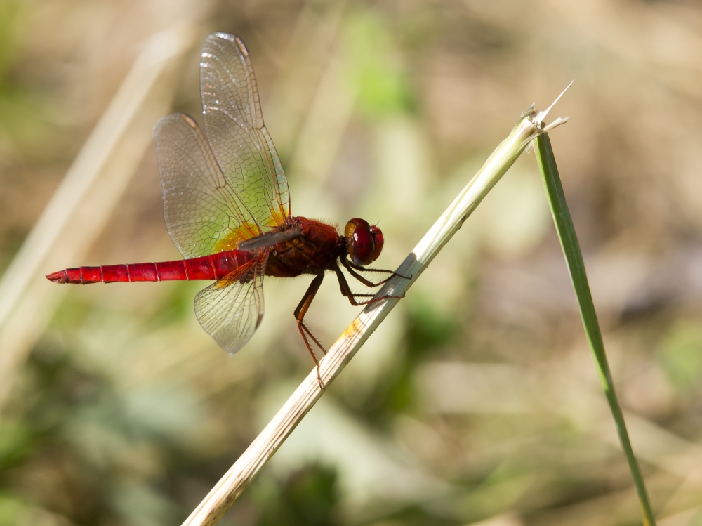 Blutrote Heidelibelle