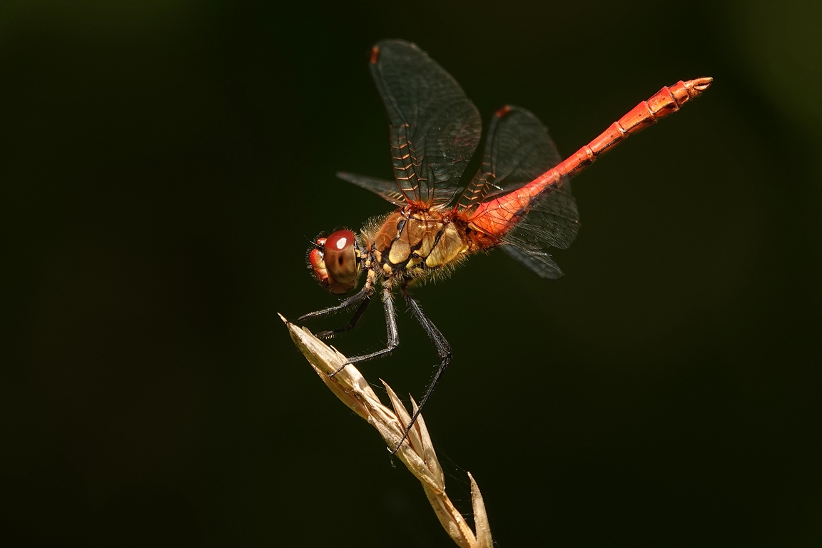 Blutrote Heidelibelle