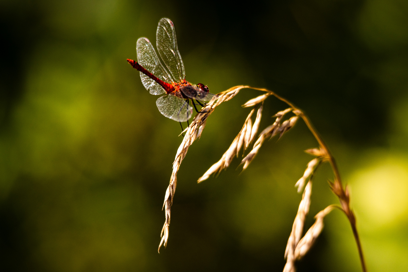 Blutrote Heidelibelle