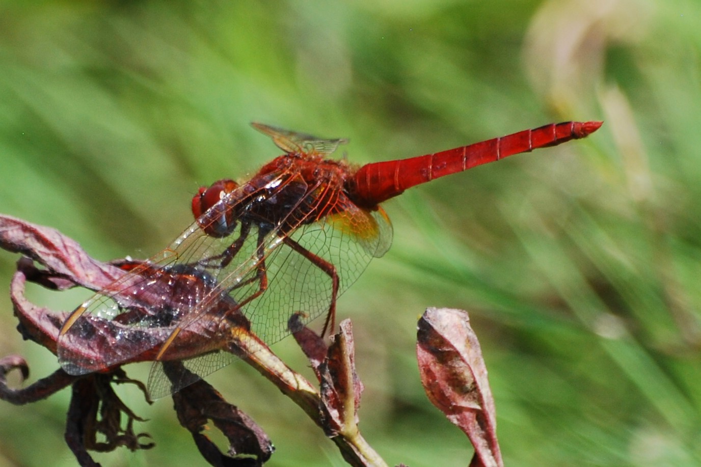 Blutrote Heidelibelle