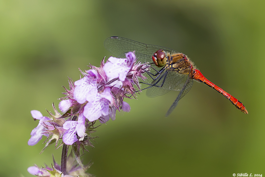 Blutrote Heidelibelle