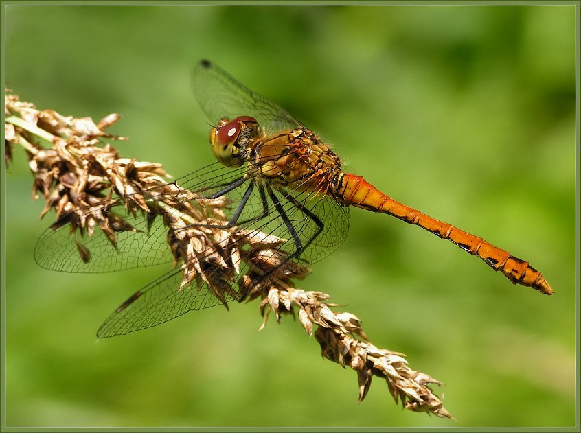 Blutrote Heidelibelle