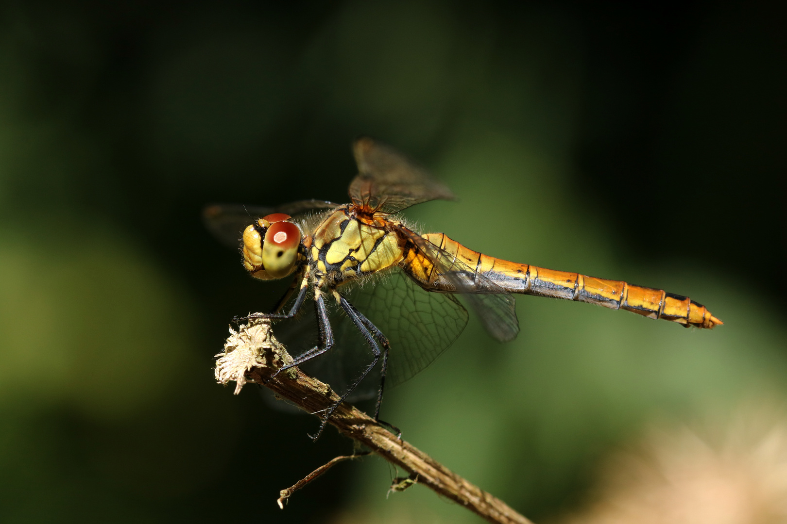 Blutrote Heidelibelle