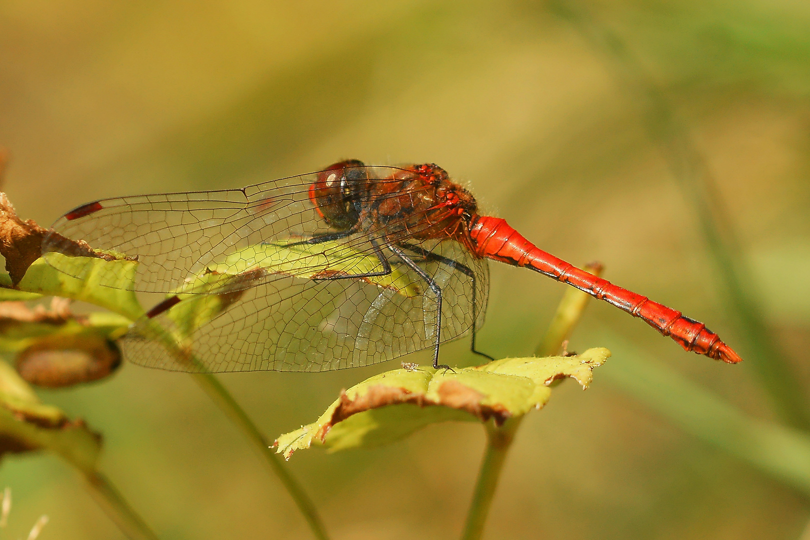 Blutrote Heidelibelle