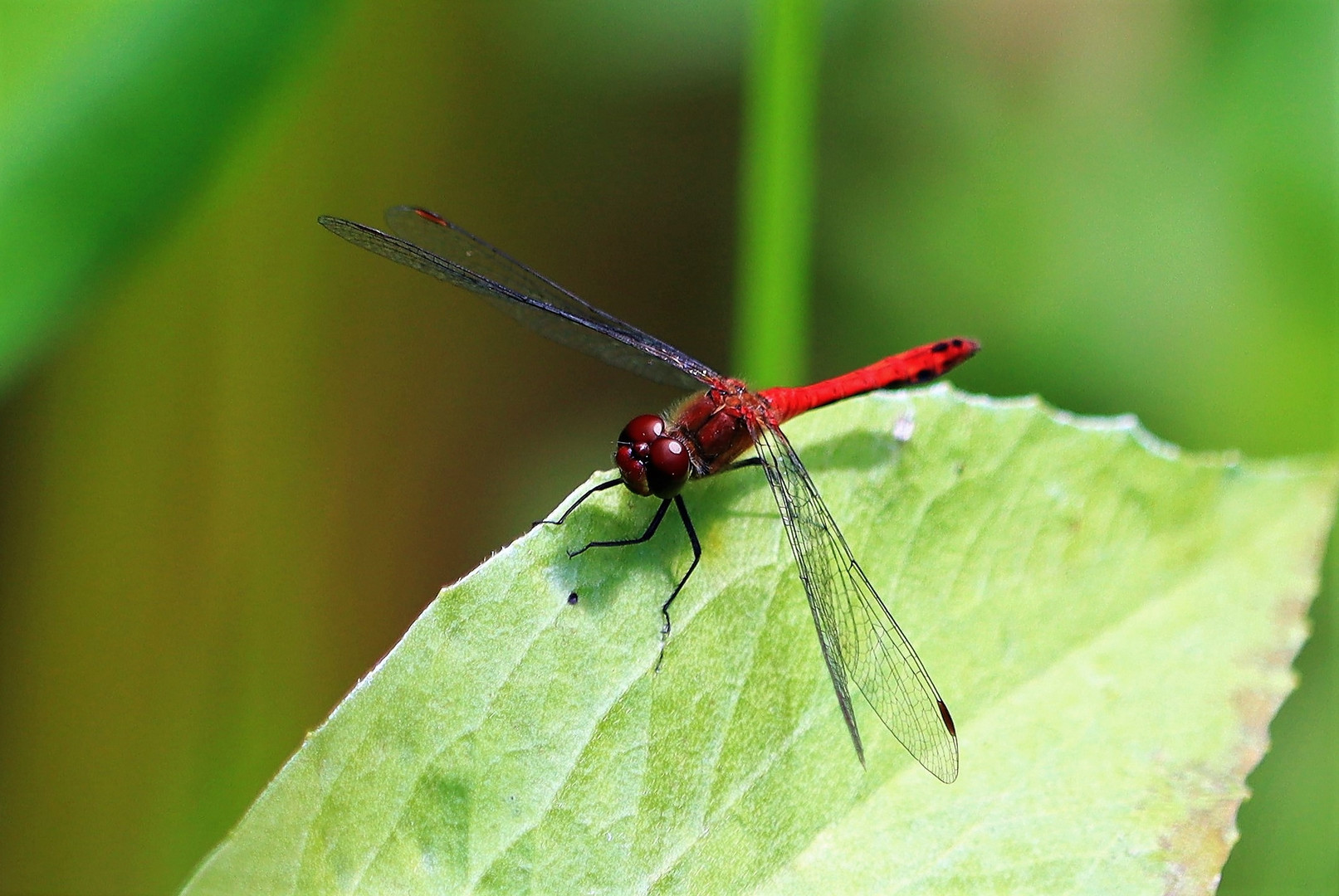 Blutrote Heidelibelle