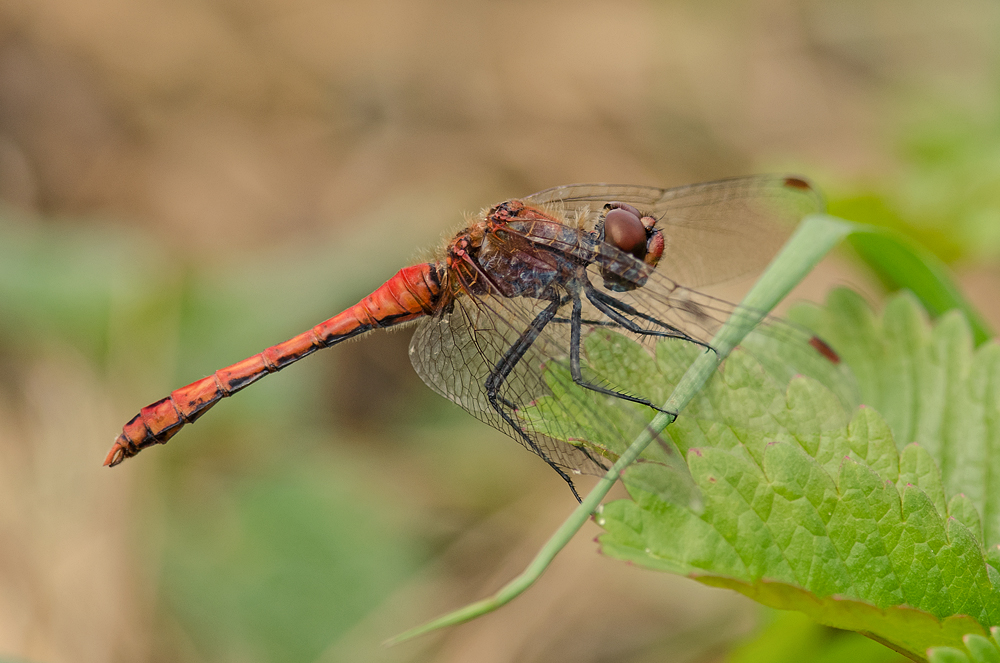 Blutrote Heidelibelle