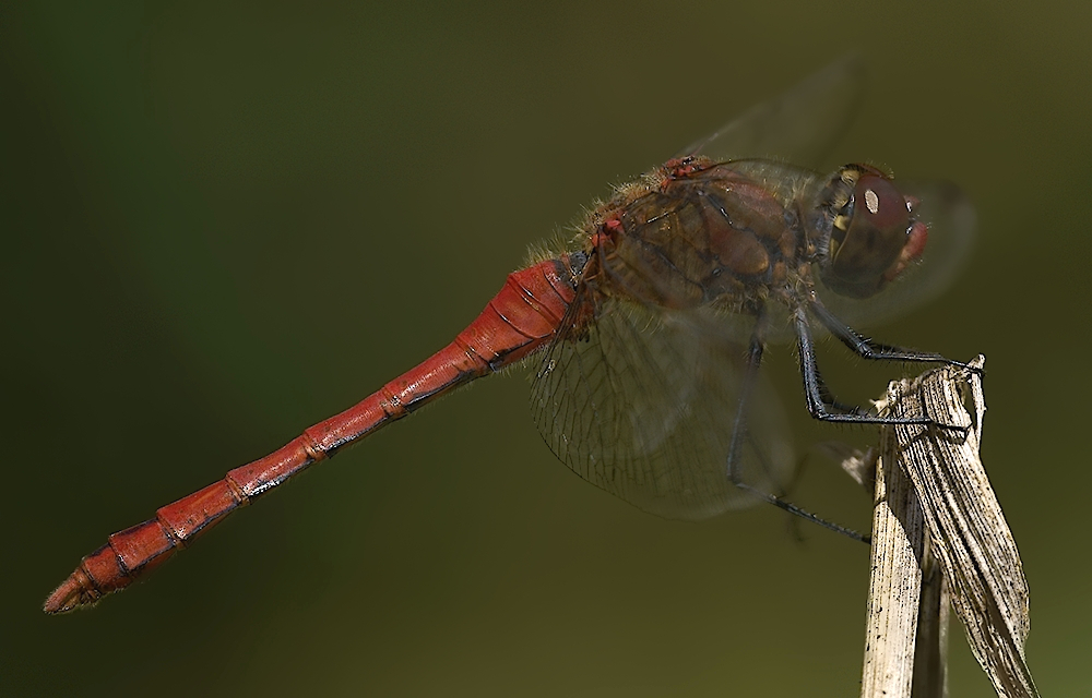 Blutrote Heidelibelle