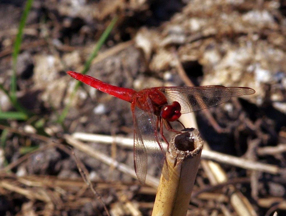 Blutrote Heidelibelle