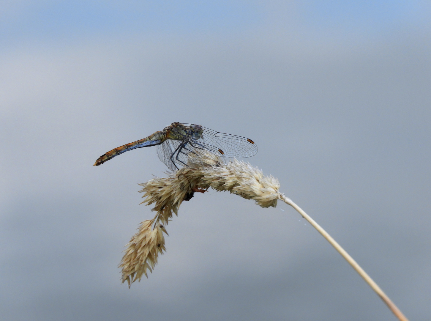 Blutrote Heidelibelle