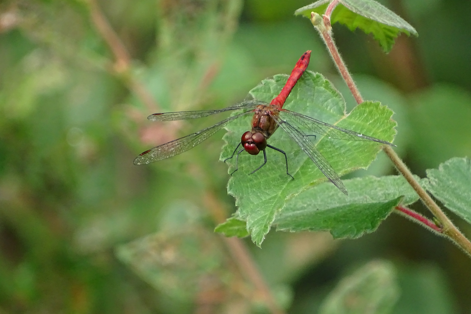 Blutrote Heidelibelle