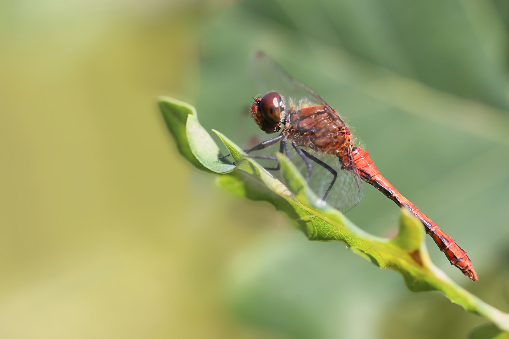 Blutrote Heidelibelle