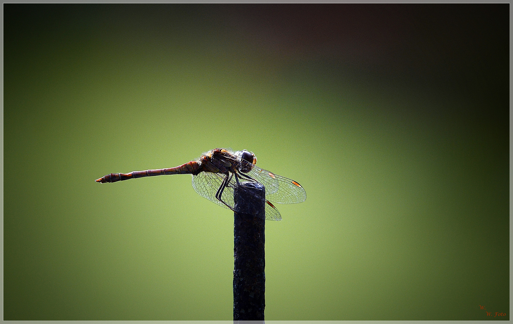 Blutrote Heidelibelle