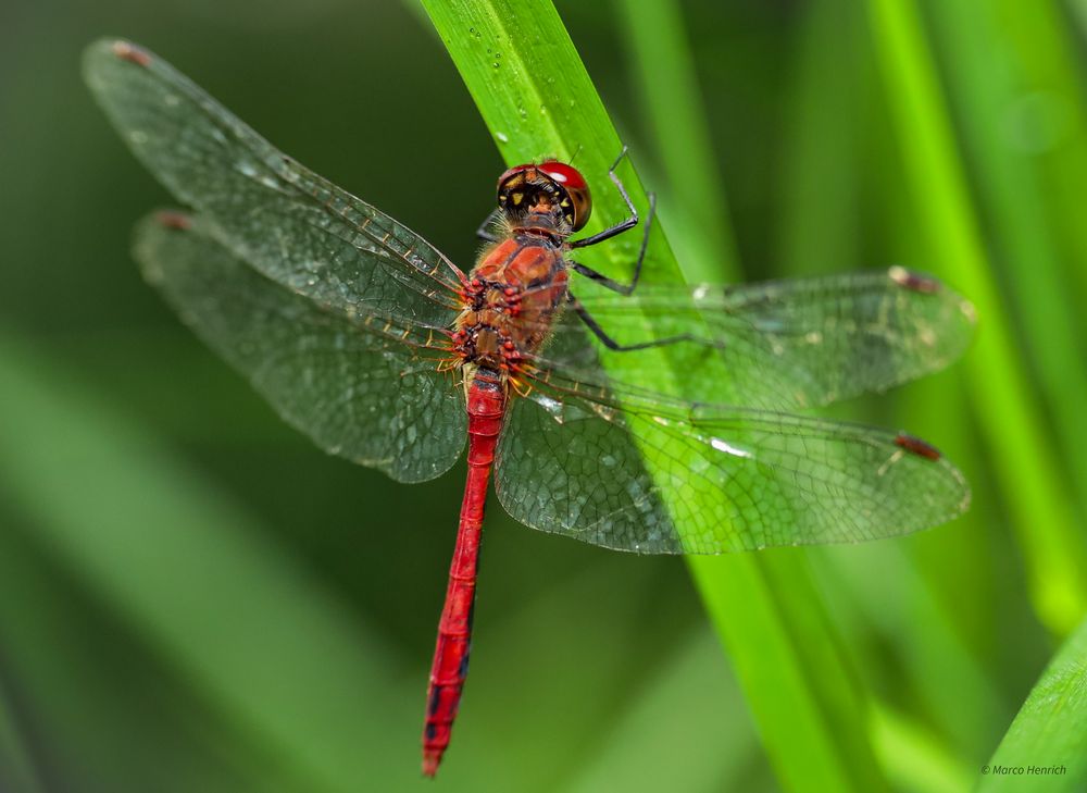 Blutrote Heidelibelle