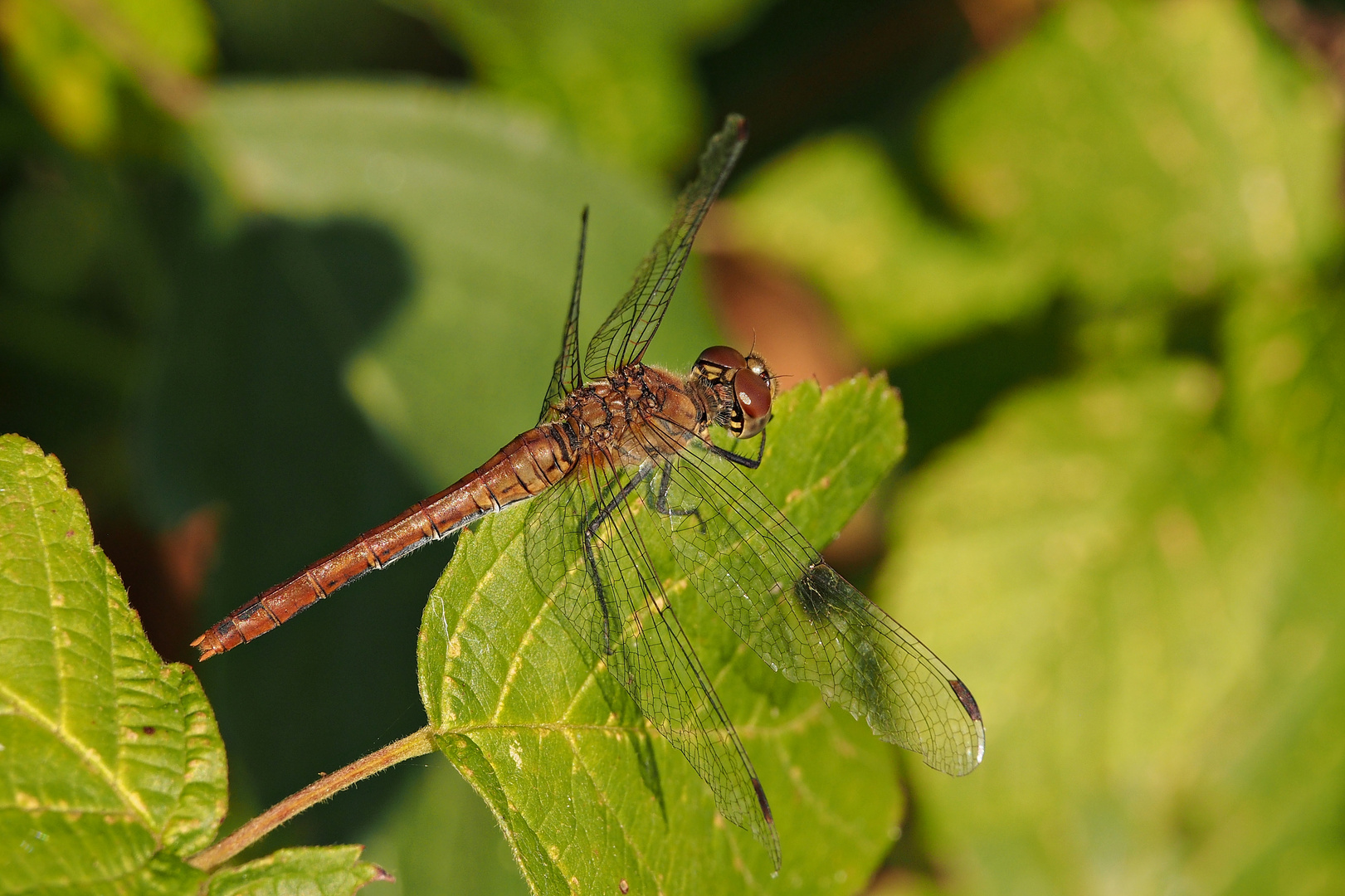 Blutrote Heidelibelle ?