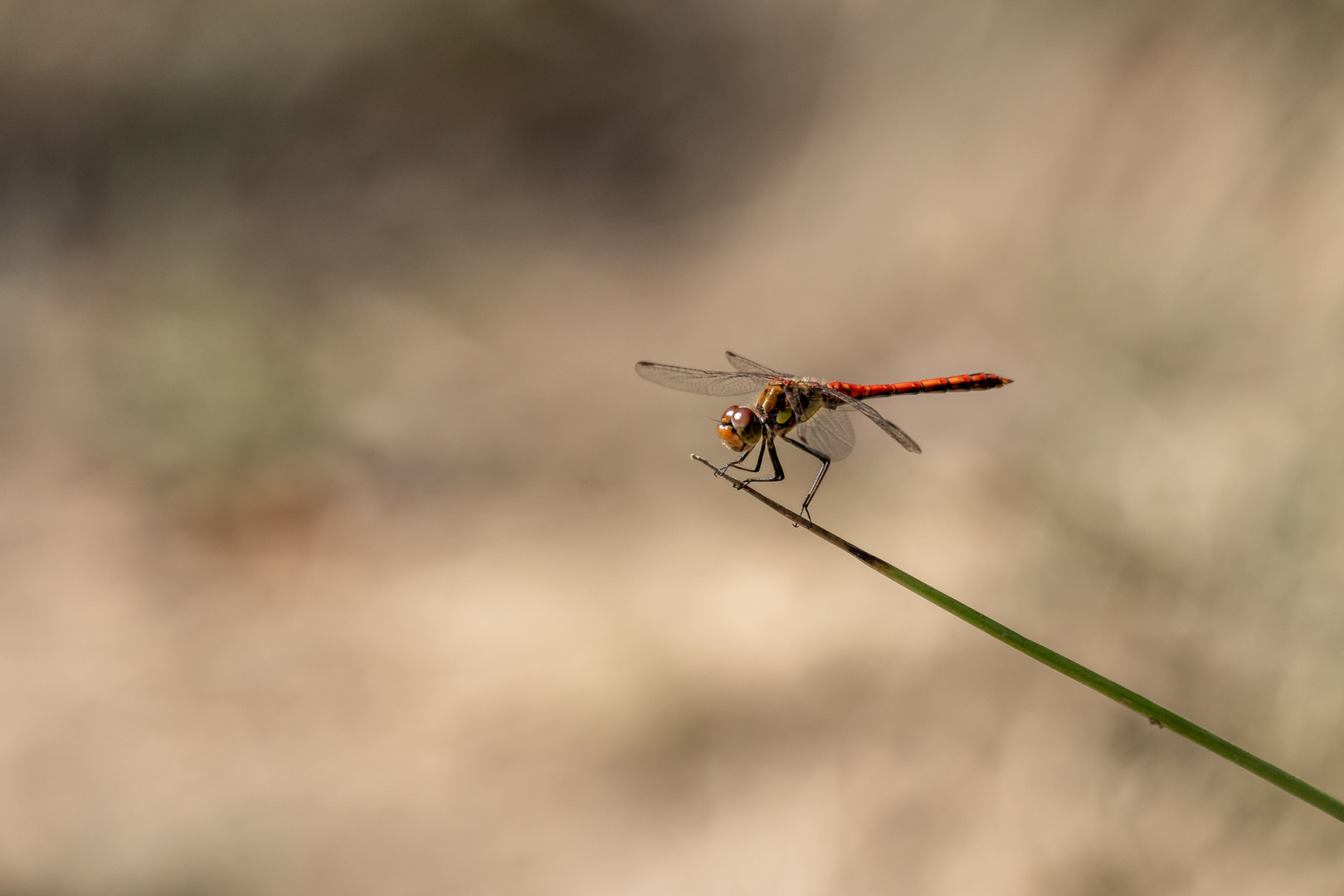 Blutrote Heidelibelle