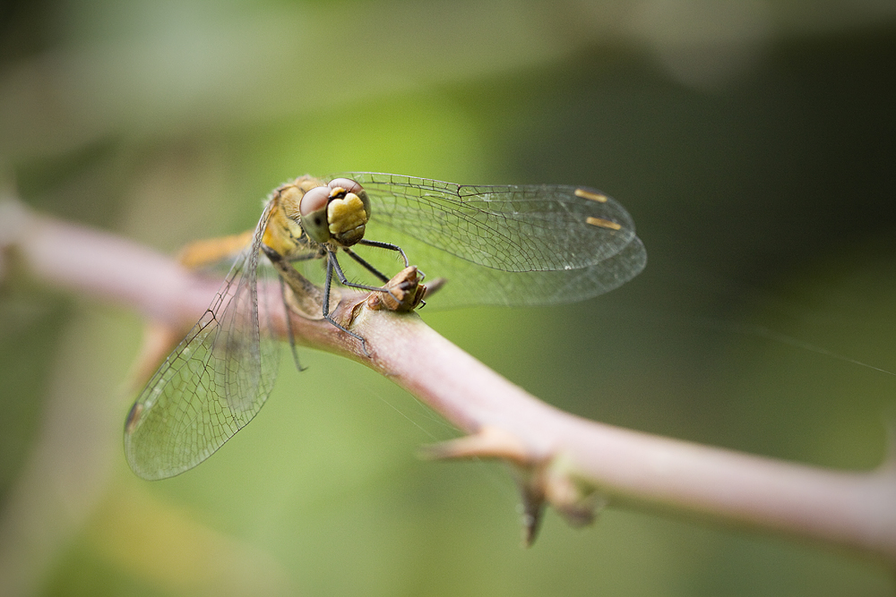 blutrote Heidelibelle