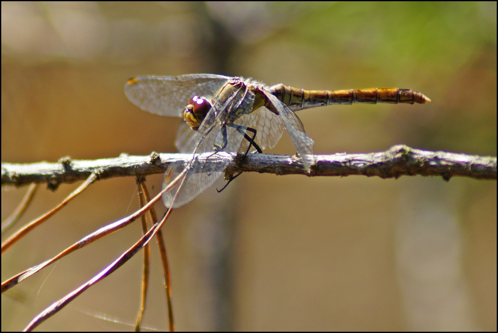 Blutrote Heidelibelle